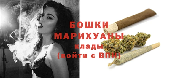 прущие грибы Новозыбков