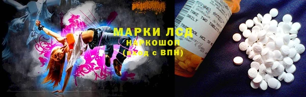 прущие грибы Новозыбков
